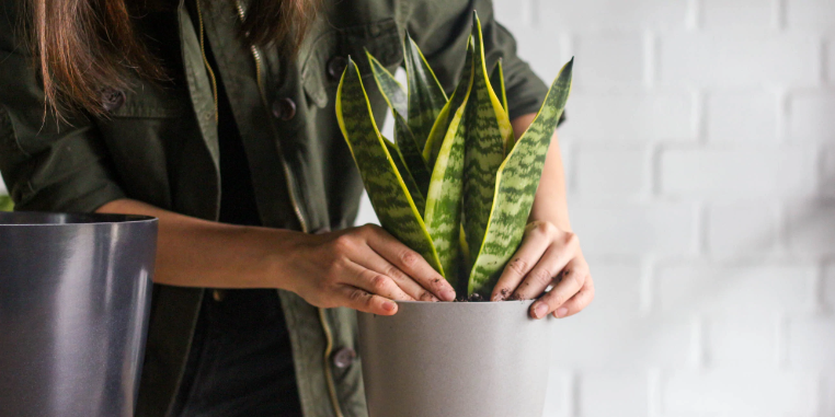 this is a plant image