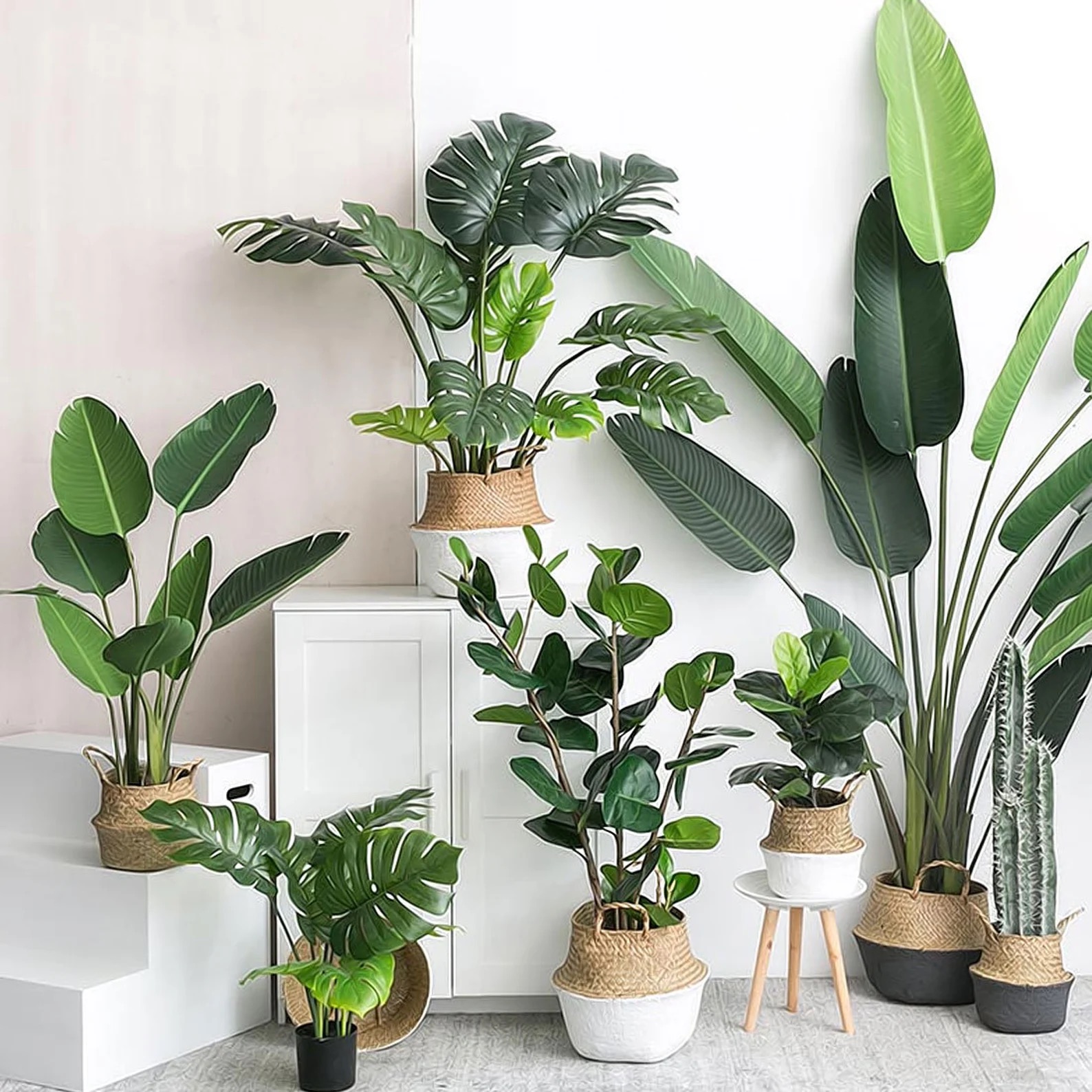 middle image of plant