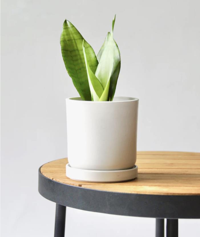 this a plant image