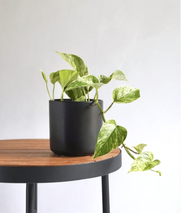 product image in checkout