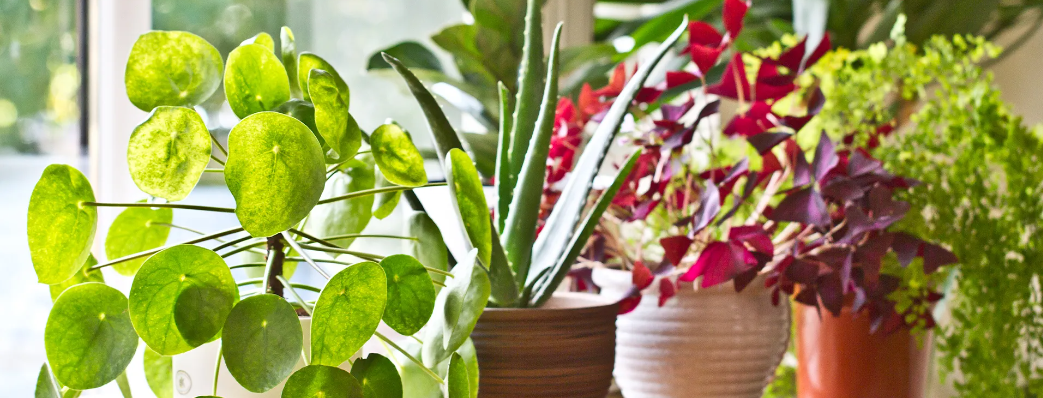 this is a plant image