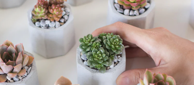 this is a plant image